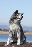AKITA INU 217
